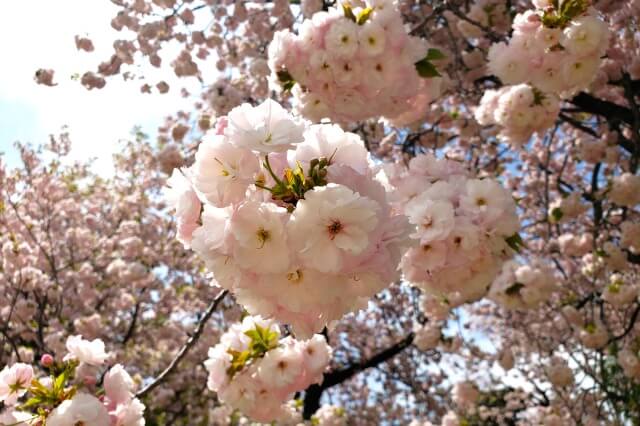 一葉(イチヨウ)｜風景式庭園など