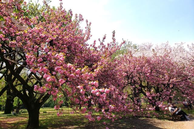 関山(カンザン)｜風景式庭園、桜園地など