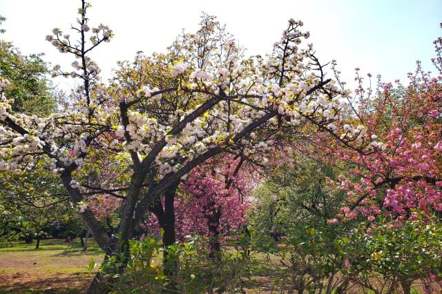 市原虎の尾(イチハラトラノオ)｜桜園地など