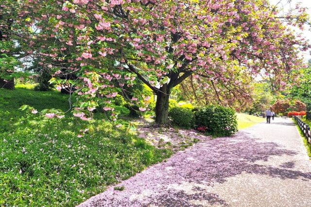 新宿御苑の4月下旬の桜の様子