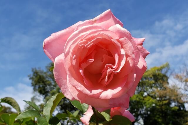 旧古河庭園の秋バラ｜芳純