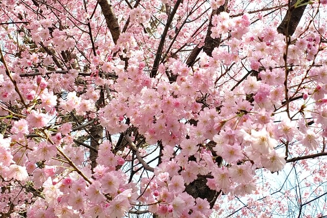 上野公園の桜の種類｜早咲きの河津桜から八重桜まで50品種以上