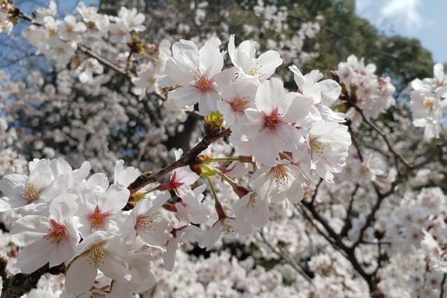 上野公園のソメイヨシノ