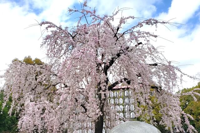 上野公園の入り口近くのシダレザクラ