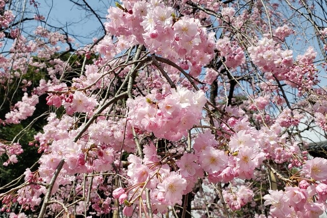 上野公園の清水観音堂近くのヤエベニシダレ