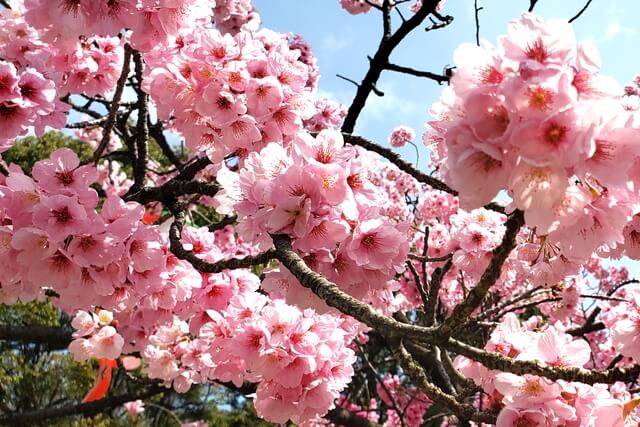 上野公園の清水観音堂近くのヨウコウ