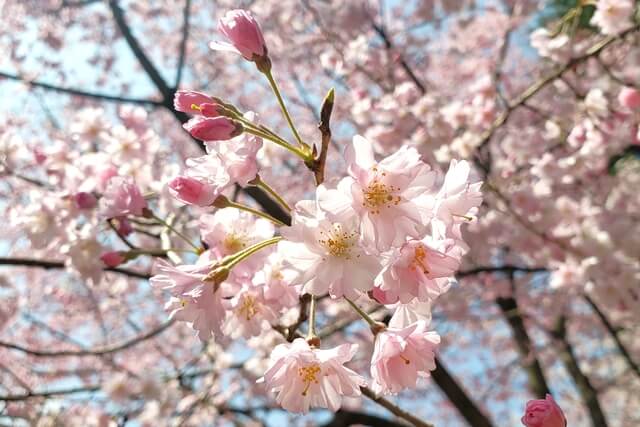 上野公園の国立西洋美術館近くのマイヒメ