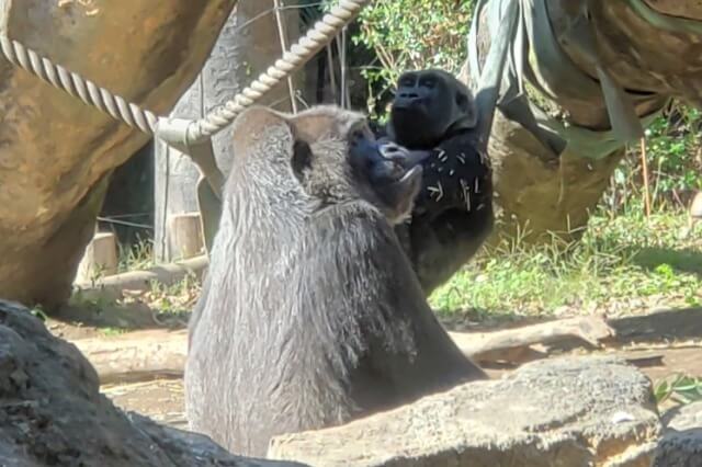 上野動物園のゴリラ