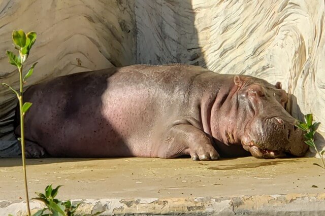 上野動物園のカバ