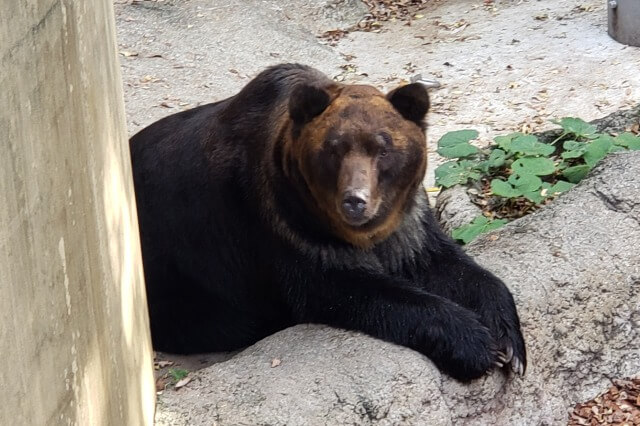 上野動物園のエゾヒグマ