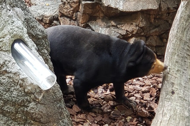 上野動物園のマレーグマ