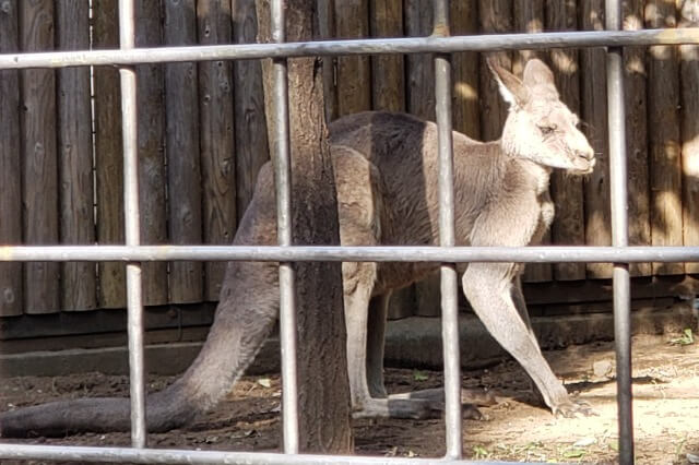 上野動物園のカンガルー