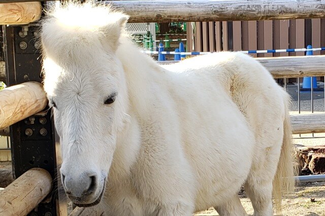 上野動物園の馬(ウマ)