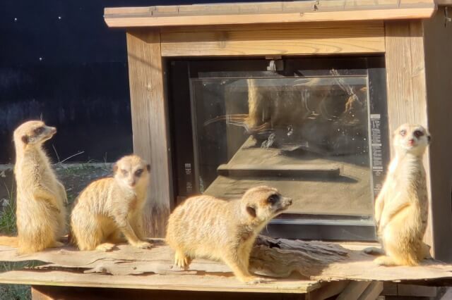 上野動物園のミーアキャット