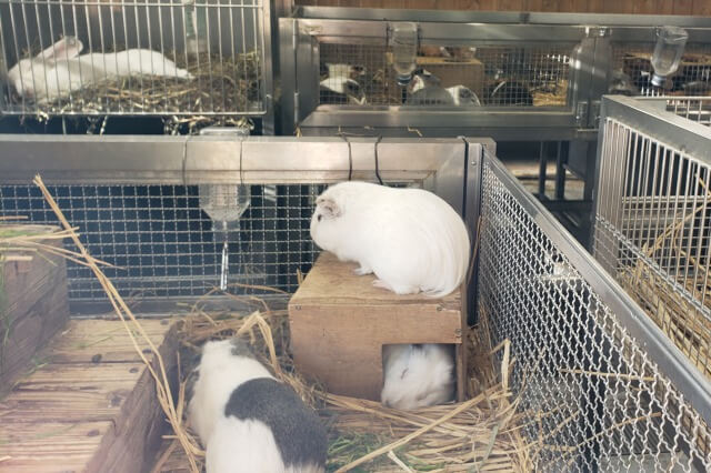 上野動物園のモルモット