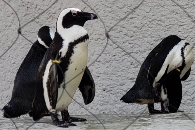 上野動物園のペンギン