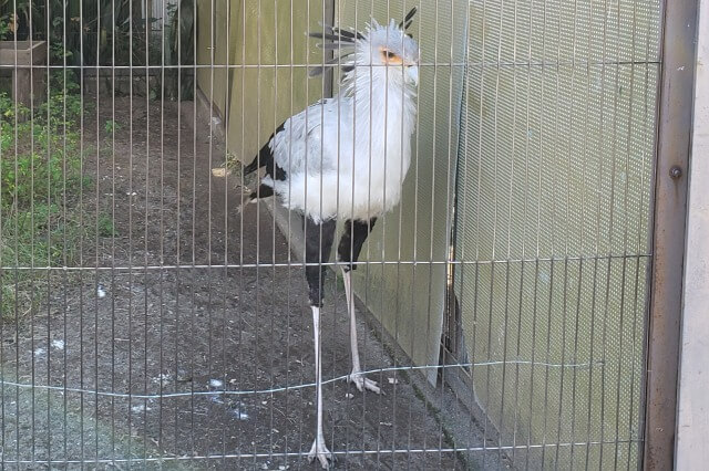 上野動物園のヘビクイワシ