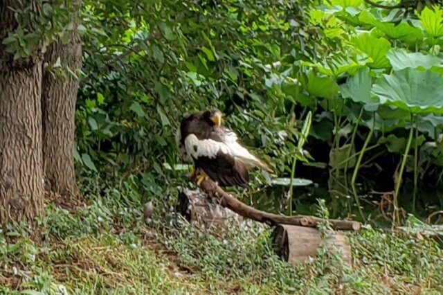 上野動物園のオオワシ