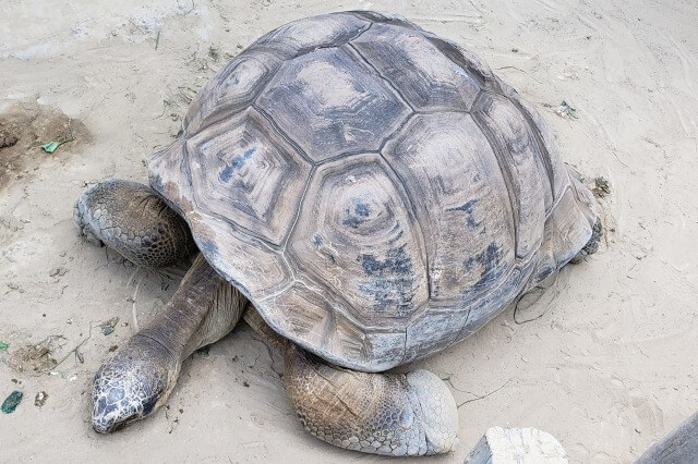 上野動物園のカメ