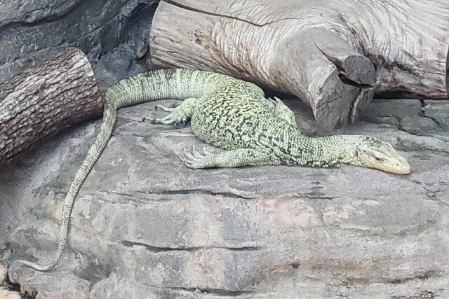 上野動物園のトカゲ