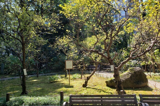 靖国神社の梅林