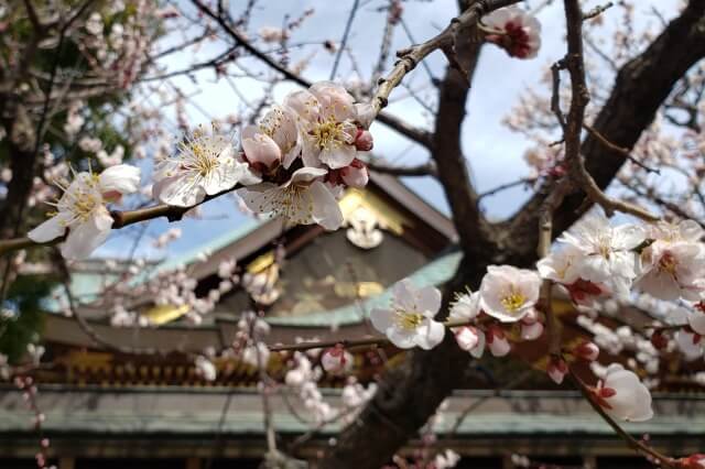 湯島天神(天満宮)の梅