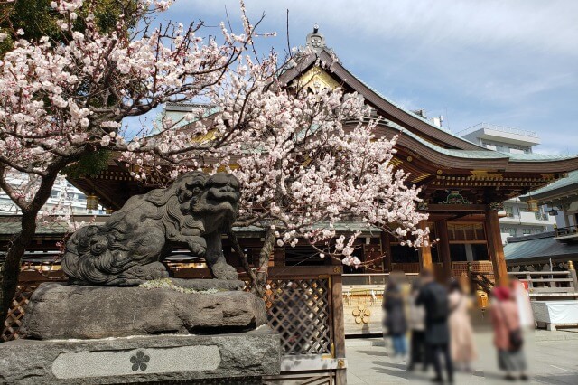 湯島天神(天満宮)の梅の花の写真｜本殿正面