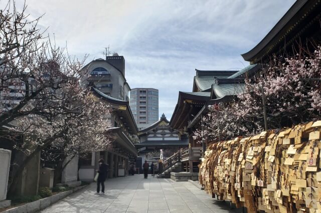 湯島天神(天満宮)の梅の花の写真｜本殿東側