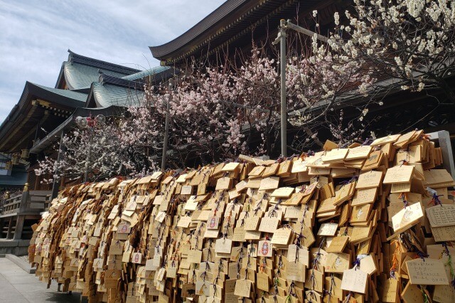 湯島天神(天満宮)の梅の花の写真｜本殿東側