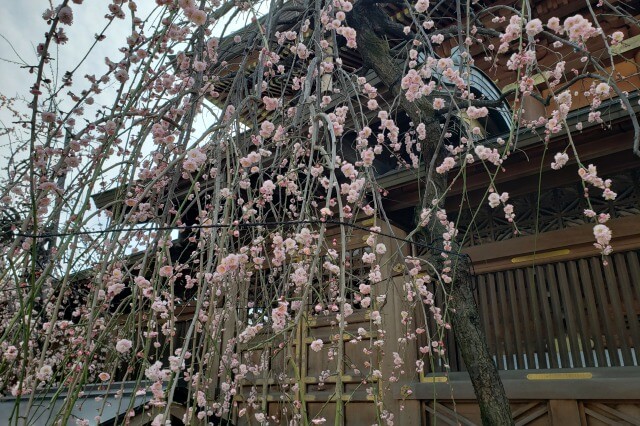 湯島天神(天満宮)の梅の花の写真｜本殿裏側