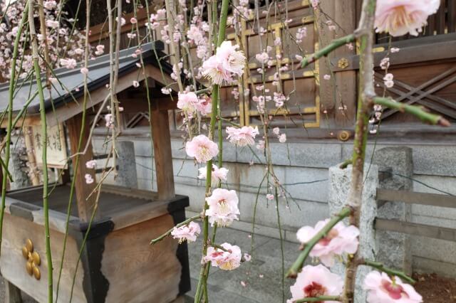 湯島天神(天満宮)の梅の花の写真｜本殿裏側