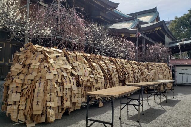 湯島天神(天満宮)の梅の花の写真｜本殿西側