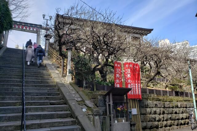 湯島天神(天満宮)の梅の花の写真｜男坂