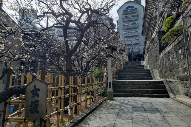 湯島天神(天満宮)の梅の花の写真｜女坂