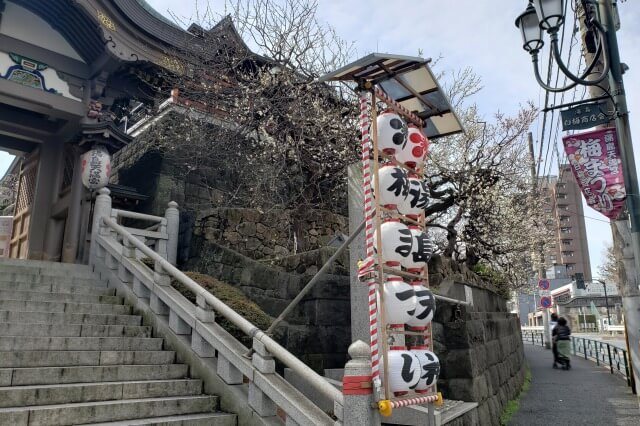 湯島天神(天満宮)の梅の花の写真｜夫婦坂