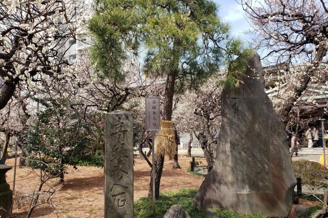 湯島天神(天満宮)の梅の花の写真｜梅園(社務所前)