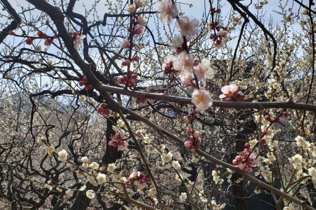 湯島天神(天満宮)の梅の花の写真｜梅園(社務所前)