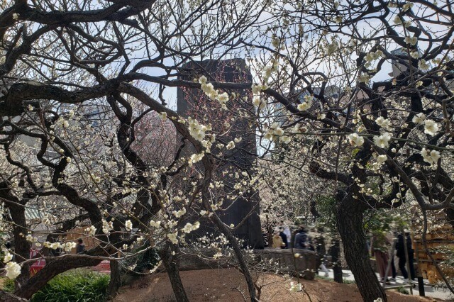 湯島天神(天満宮)の梅の花の写真｜梅園(社務所前)