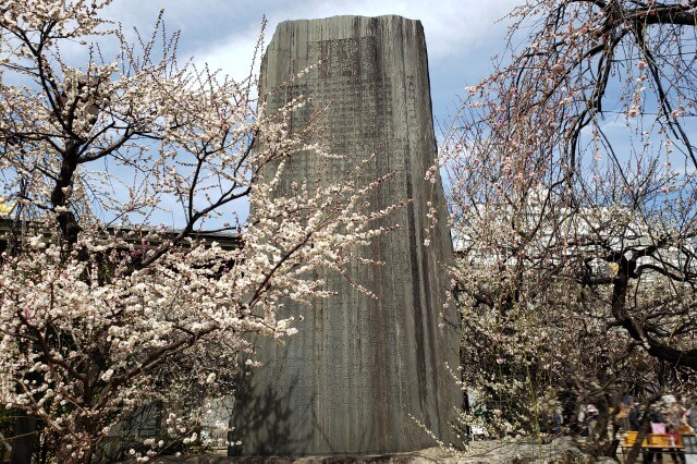 湯島天神(天満宮)の梅の花の写真｜梅園(社務所前)