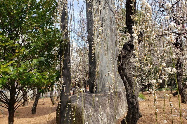 湯島天神(天満宮)の梅の花の写真｜梅園(社務所前)