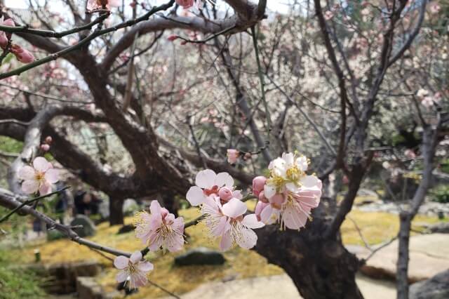 湯島天神(天満宮)の梅の花の写真｜梅園(唐門側)