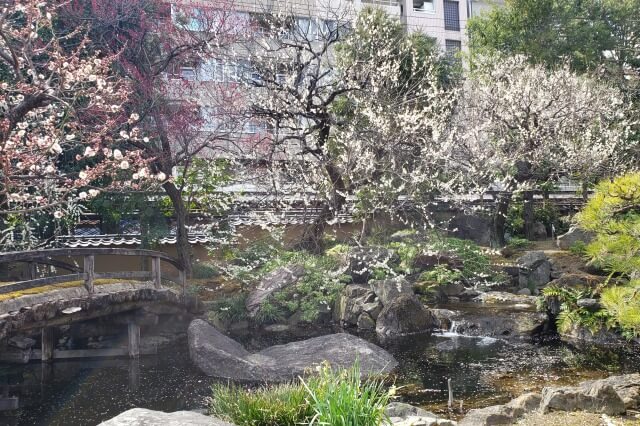 湯島天神(天満宮)の梅の花の写真｜梅園(唐門側)