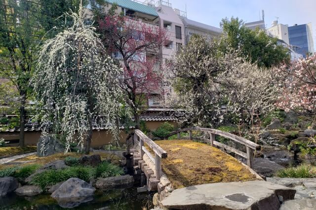 湯島天神(天満宮)の梅の花の写真｜梅園(唐門側)