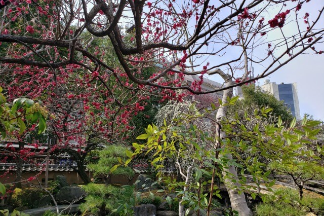 湯島天神(天満宮)の梅の花の写真｜梅園(唐門側)