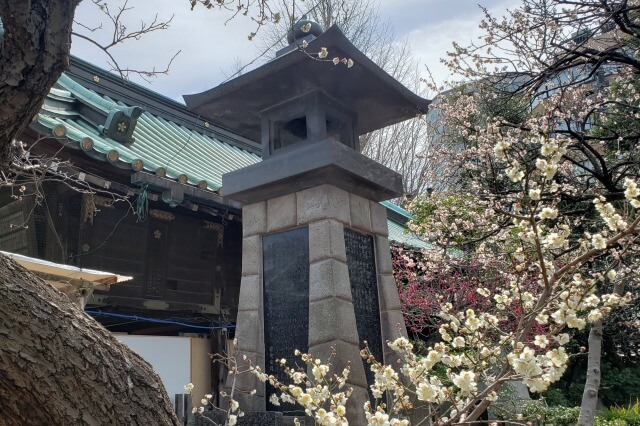 湯島天神(天満宮)の梅の花の写真｜梅園(唐門側)