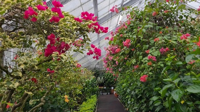 【箱根旅行記】12月の強羅公園｜年末年始でも花は見れるの？