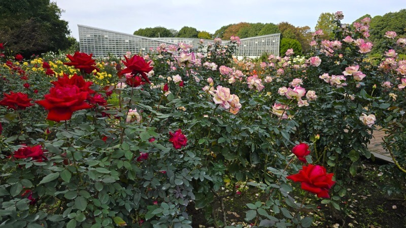 神代植物公園の秋のバラフェスタ｜秋でもきれいなバラは見れるの？