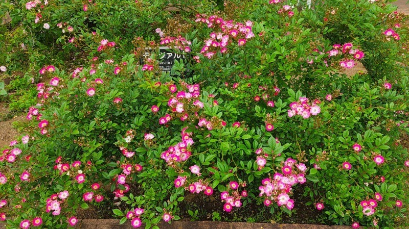 神代植物公園の秋のバラフェスタ｜秋でもきれいなバラは見れるの？