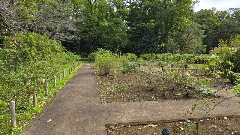 神代植物公園の秋のバラフェスタ｜秋でもきれいなバラは見れるの？