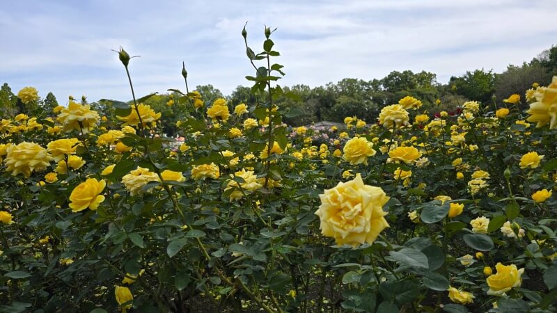 神代植物公園の秋のバラフェスタ｜秋でもきれいなバラは見れるの？